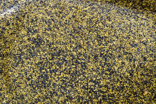 Obrazek Řepka mletá, vakuovaná 500g