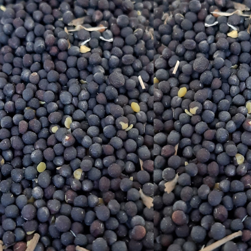 Obrázek Řepka suchá 1kg